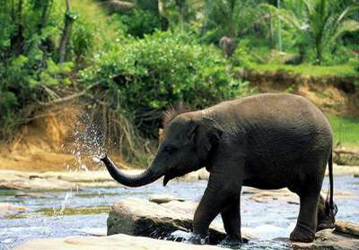 Описание: M:\Sri Lanka\питомника для слонят в Пинавеле\1379629895.jpg